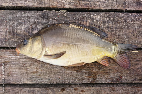 carp is a fish that lives in ponds and rivers. fishing trophy