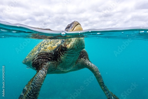 Green sea turtle breathing 