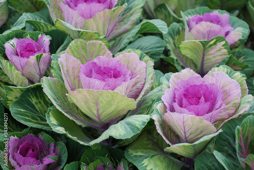 Ornamental cabbage in botanical garden, flowers and plants, environment