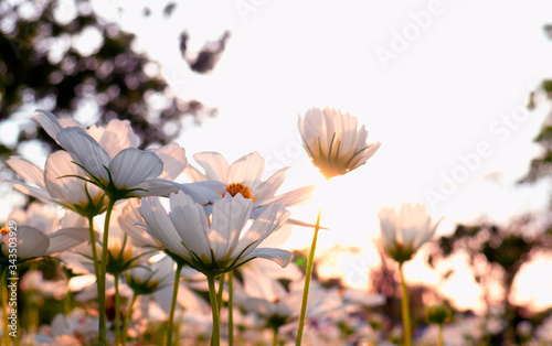 Field of white cosmos flowers blooming on a sunset background
