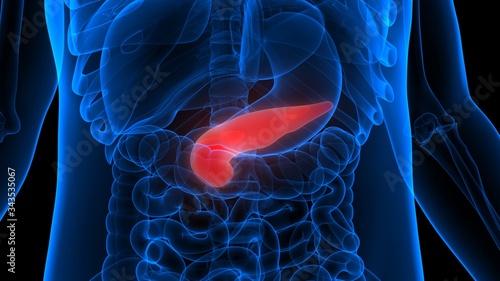 Human Internal Organ Pancreas Anatomy