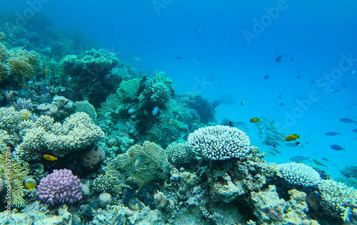 Coral reef close up diving in Safaga, Red Sea