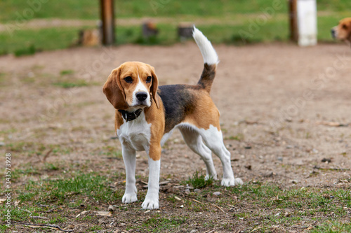 one beagle dog in a collar with a raised tail is standing on the street