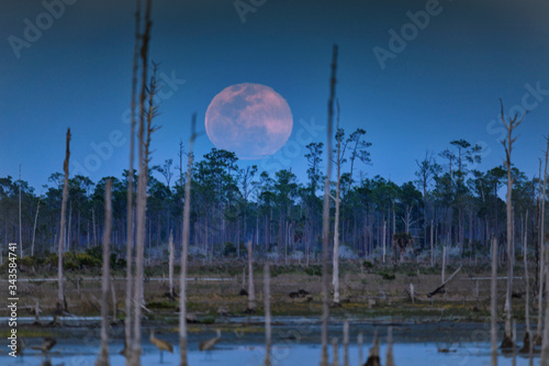 March 9, 2020 Supermoon rising over the marsh and snags at Babcock Wildlife Management Area near Punta Gorda, Florida