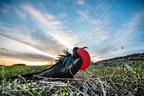 Frigate bird