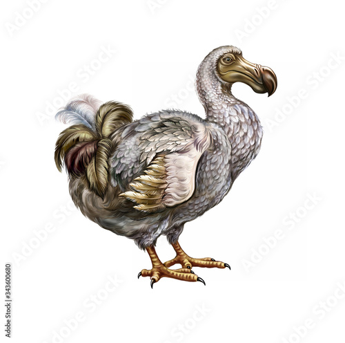 dodo bird (Raphus cucullatus)