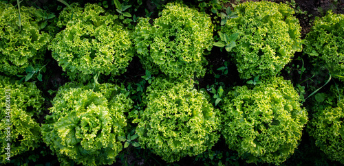 Panorama, grüner Batavia Salat von oben