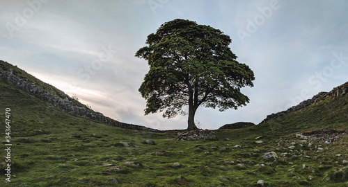 Sycamore Gap, the iconic tree on Hadrian's Wall, Northumberland, UK