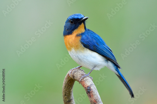 Wonderful face of fascinated blue bird with orange feathers on its chest perching on curve twig over soft light and blur green background, indochinese blue flycatcher