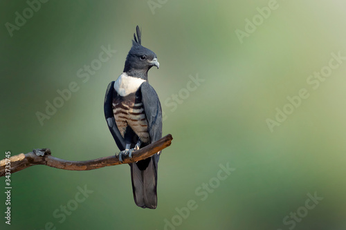 Image of black baza (Aviceda leuphotes) perched on a branch. Birds.