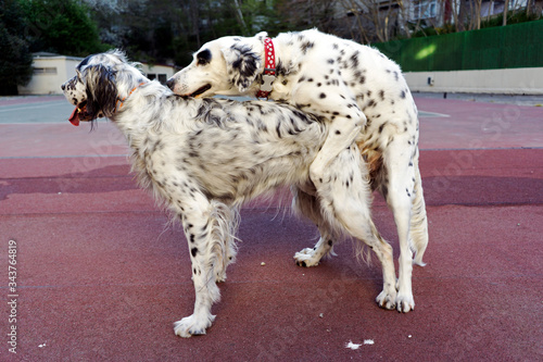 Dogs playing in the park