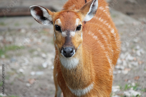 sitatunga in a zoo in berlin (germany)