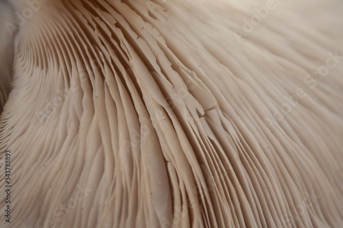close-up of folds under the cap of oyster mushroom. surface texture of the bottom of the mushroom cap