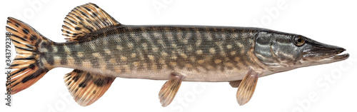 Freshwater fish isolated on white background closeup. The northern pike, also known as simply pike or luce, or jackfish is a fish in the family Esocidae, type species: Esox lucius