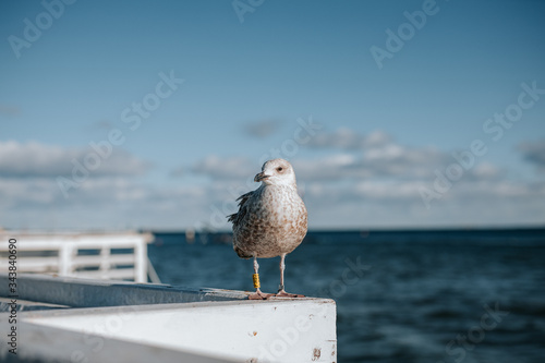 Close uo of a seagull in sopot or gdansk with a view of baltic sea in the background