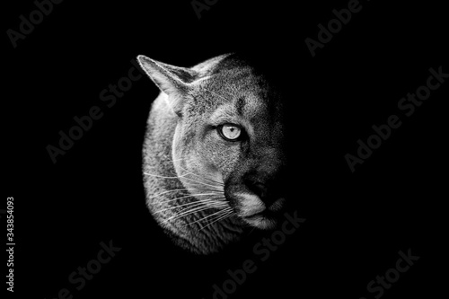 Cougar with a black Background in B&W
