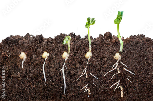 The process of seed germination in the soil in the section. isolated on white background