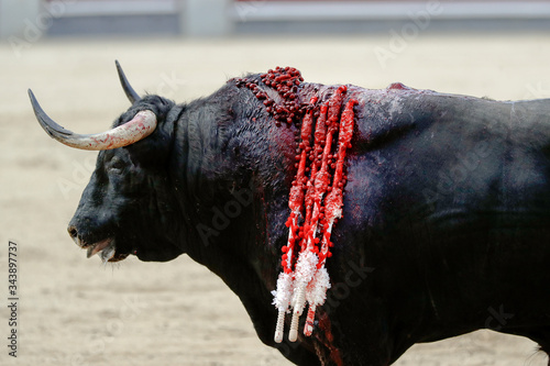 Bullfight in Spain