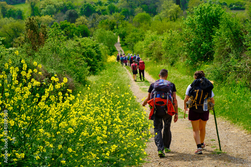 Pilgrims walking on the path to San Gimignano trough woods and yellow bushes. Solo Backpacker Trekking on the Via Francigena from Lucca to Siena. Walking between nature, history, churches,