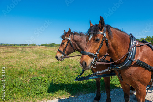 Freiberger Pferde eingespannt in Kutsche im Frühling
