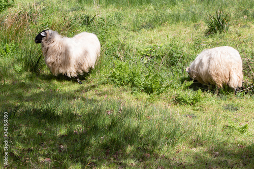 Scottish blackface sheep grazing in a field