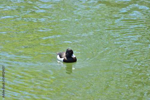 Image of Up of a duck swimming in a moat