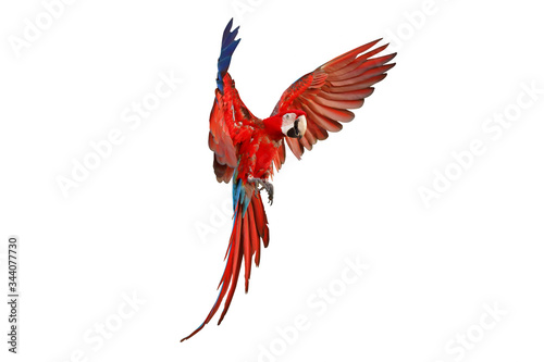 Colorful parrot flying isolated on white.