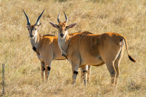 Two eland stand in grass eyeing camera