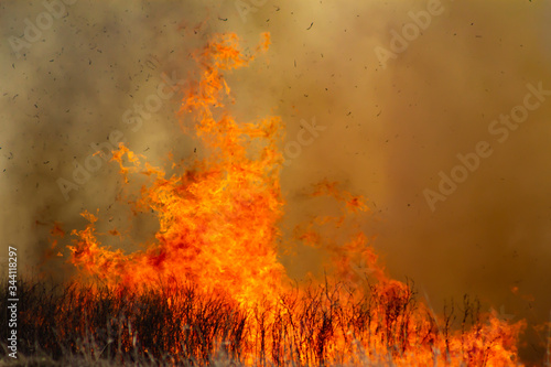 Flames from wild fire in the field, dense smoke background