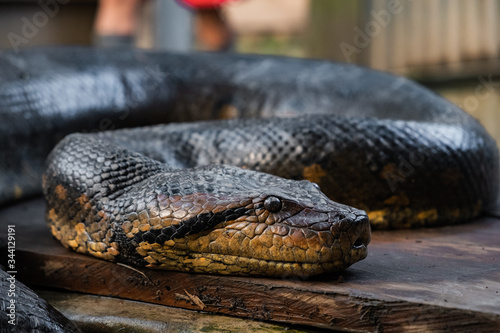 close up of an anaconda snake