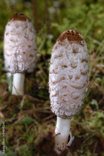 Coprinus comatus mushrooms in the forest