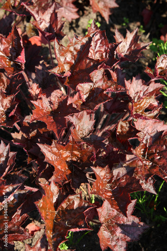  Plants in the spring garden