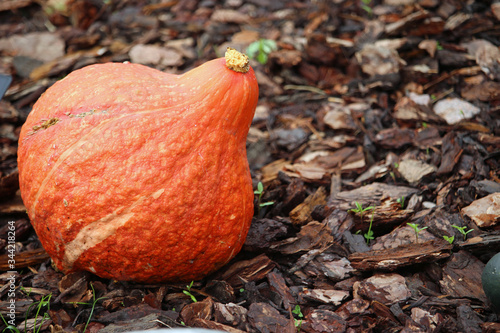 Golden Hubbard pumpkin squash