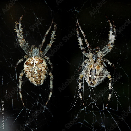 Araneus diadematus. Pająk, krzyżak ogrodowy. Jeden osobnik od strony grzbietowej i brzusznej. Noc, lampa błyskowa.