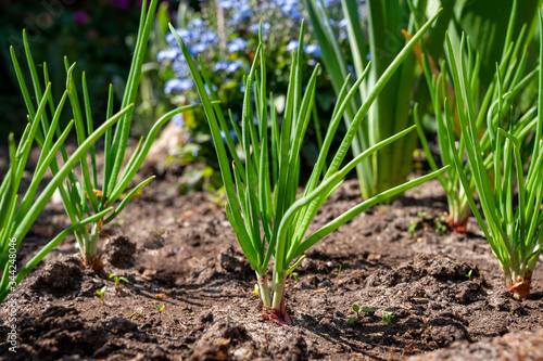 Young shallot onion plants growing in spring garden