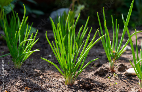 Young shallot onion plants growing in spring garden