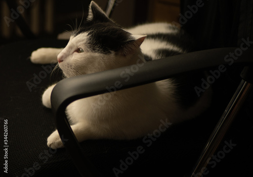 Biało czarny kot leżący na krześle.