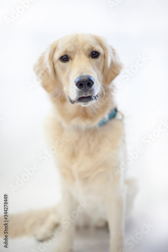 Portrait of a light yellow labrador dog wearing a blue collar.