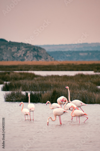 Flamingos in the middle of wild ponds at sunset near Narbonne in the Aude in France