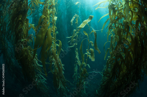 Forests of giant kelp, Macrocystis pyrifera, commonly grow in the cold waters along the coast of California. This marine algae reaches over 100 feet in height and provides habitat for many species.