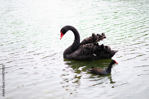 cisne negro