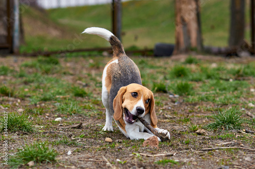 one beagle dog plays with a wooden stick in a funny pose