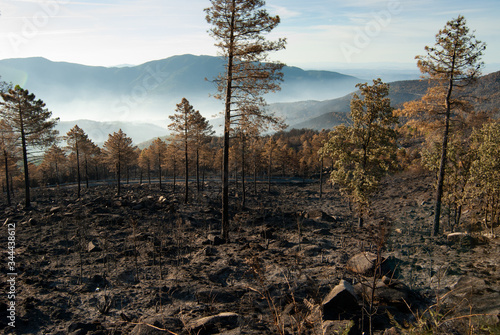 Bosque quemado a contraluz tras un incendio forestal en la Sierra de Gredos.