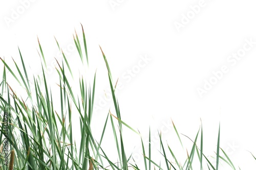 In selective focus wild grass flower leaves on white isolated background for green foliage backdrop 