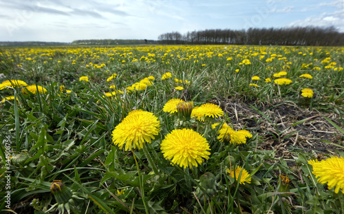 Zakwitły łąki pełne Mniszka pospolitego zwanego Mniszkiem lekarskim (Taraxacum officinale F.H. Wiggers coll.) który jest stosowany w medycynie ludowej