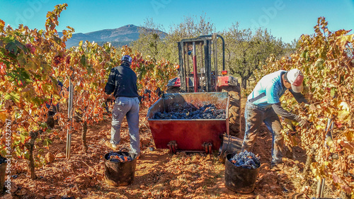 workers harvesting in vineyards in La Rioja Spain.