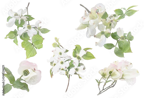 White flowering dogwood on branch watercolor illustration set