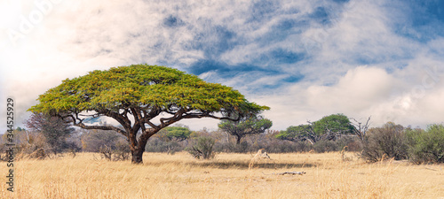 African landscape in the Hwange National Park, Zimbabwe