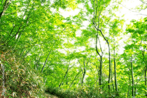 木漏れ日が輝く自然の森(山の道)