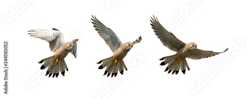 Composition Of A Sequence Of Images Showing A Kestrel, Falco Tinnunculus, Hovering In Flight Looking For Food Isolated On A White Background. Taken at Stanpit Marsh UK